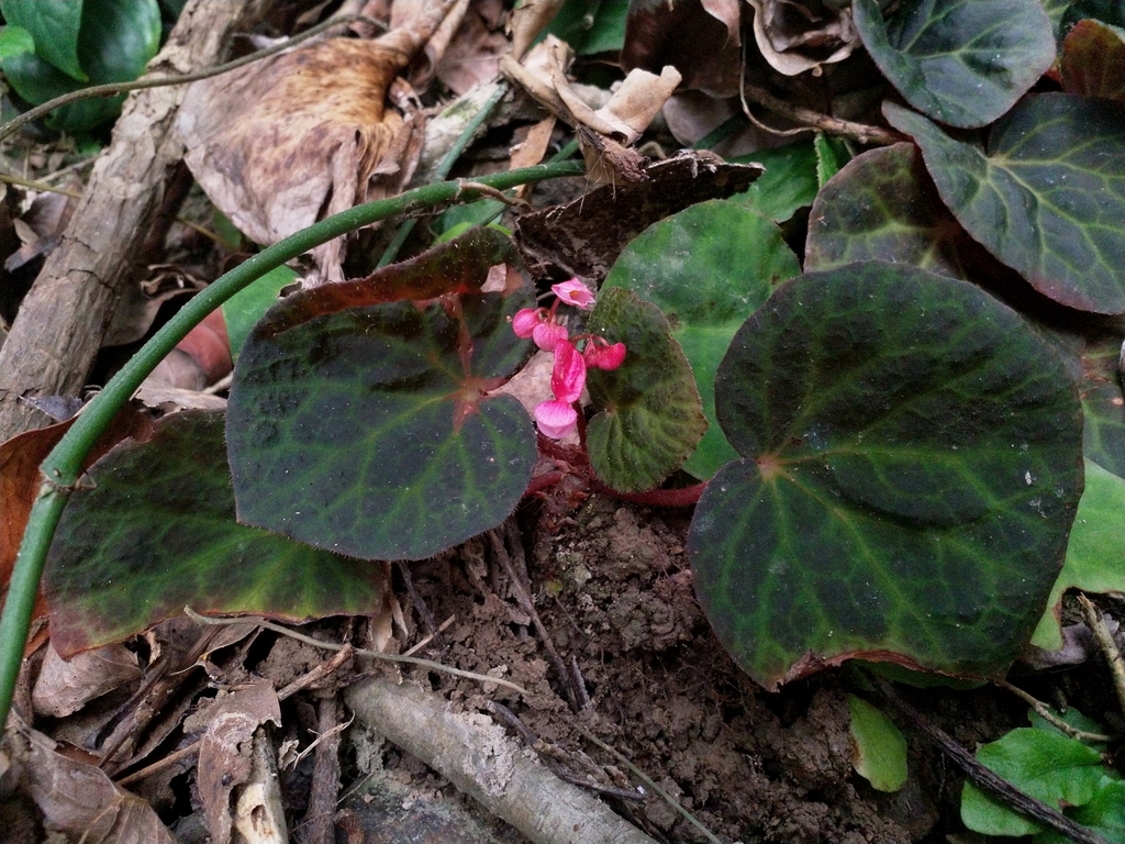 Begonia tagbanua