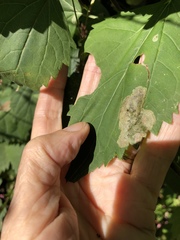 Calycomyza eupatoriphaga