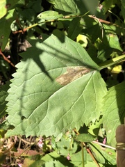 Calycomyza eupatoriphaga