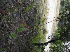 Roldana sessilifolia