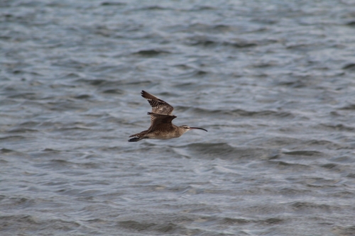Hudsonian Whimbrel