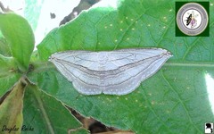 Arcobara tergeminaria