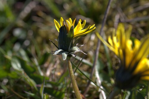 Gelert's dandelion (Taraxacum gelertii)