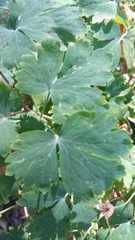 Aquilegia formosa