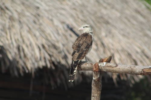 Yellow-headed Caracara