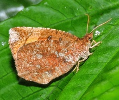Callidula attenuata