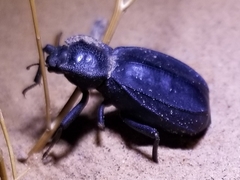 Stenomorpha confluens