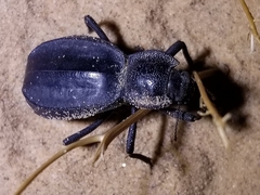 Stenomorpha confluens