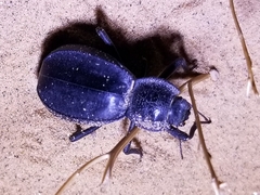 Stenomorpha confluens