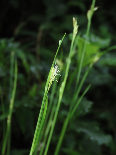 Carex arisanensis (Carex arisanensis)
