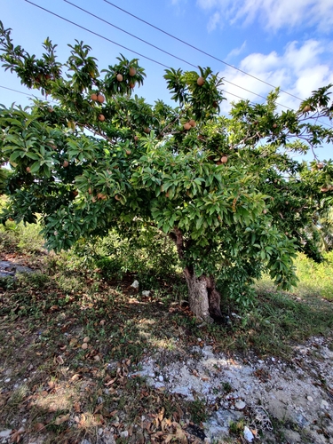 Image of Manilkara zapota by (c) kwask, some rights reserved (CC BY)