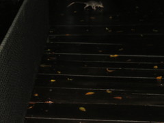 Philander opossum