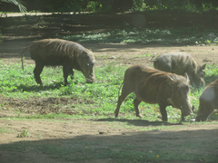 Phacochoerus africanus