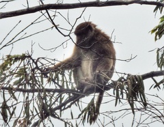 Macaca assamensis