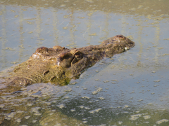 Crocodylus niloticus