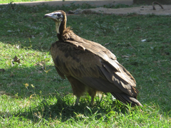 Necrosyrtes monachus