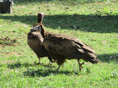 Necrosyrtes monachus