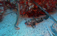 Gobius cruentatus