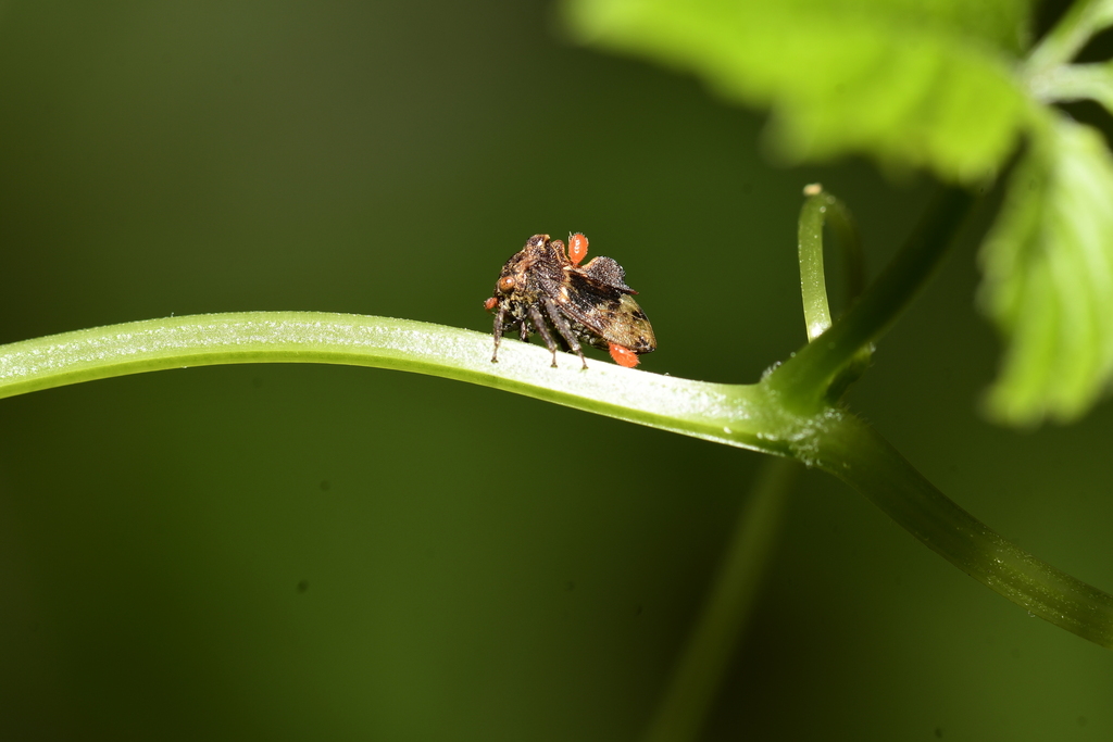 Gagini Insect Gargarini from 湖州黄浦江源龙王山旅游区 on April 21, 2023 at 12:04 PM by rhinolin ...