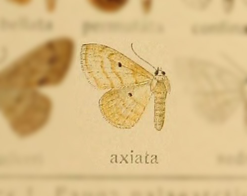 Scopula axiata