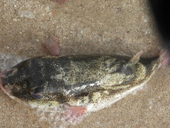 Sphoeroides annulatus