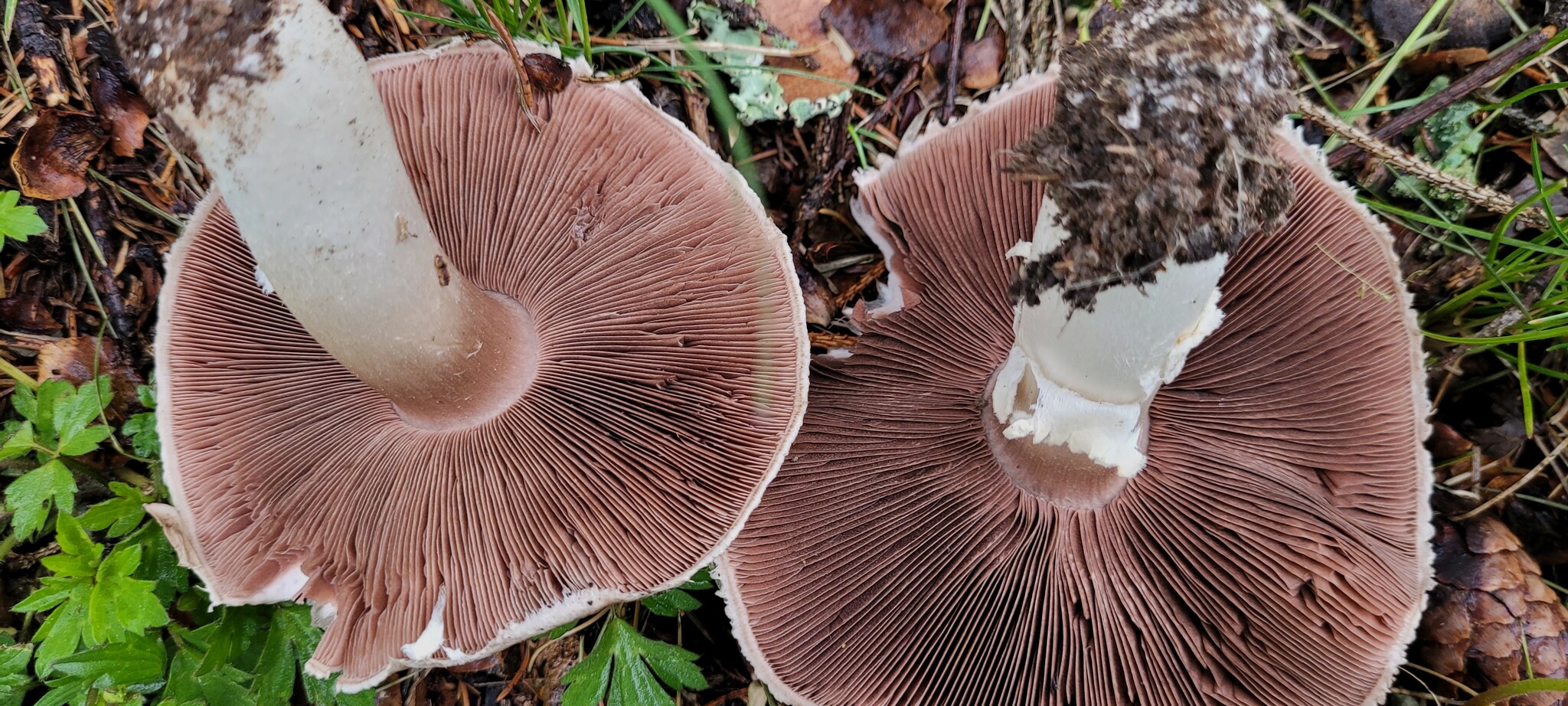 Agaricus Arvensis Anischampignon Agaricus Arvensis Anischampignon