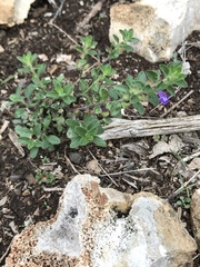 Scutellaria wrightii