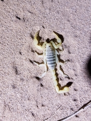 Paruroctonus xanthus