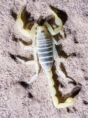 Paruroctonus xanthus