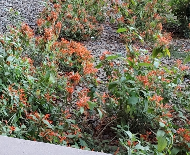 Mexican Honeysuckle from G. Homer Durham Language and Literature, Tempe