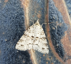 Ascotis fortunata