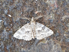 Ascotis fortunata