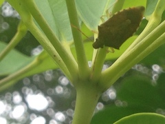 Supputius cincticeps