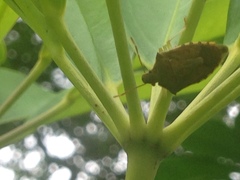 Supputius cincticeps