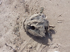 Myoxocephalus