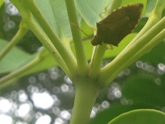 Supputius cincticeps