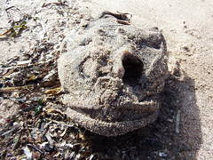 Myoxocephalus