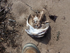 Myoxocephalus