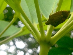 Supputius cincticeps