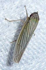 Cofana