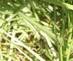 Alpaida variabilis
