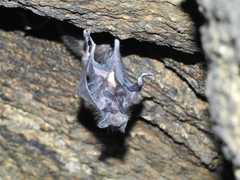 Desmodontinae