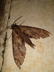 Cocytius lucifer