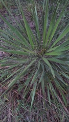 Yucca constricta