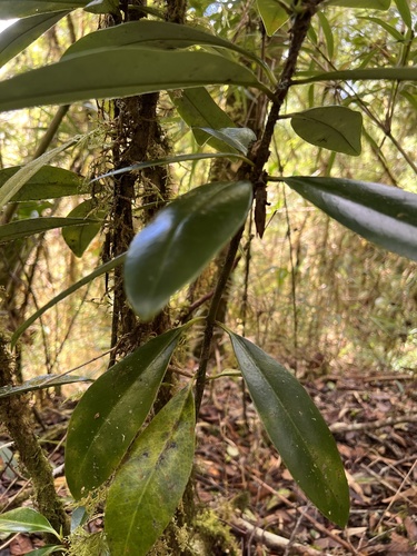 Drimys granadensis - Rama con hojas en el sotobosque de bosque nuboso, Parque Nacional Los Quetzales