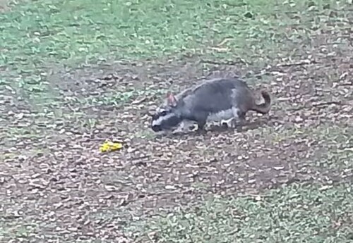 Argentine Plains Viscacha