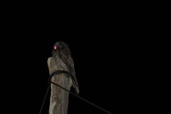 Nyctibius jamaicensis