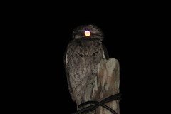 Nyctibius jamaicensis