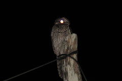 Nyctibius jamaicensis