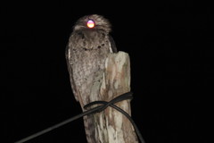 Nyctibius jamaicensis